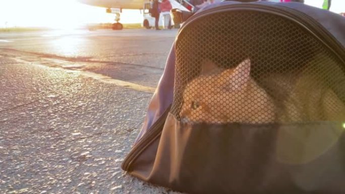 日出时飞机上的手提箱里的猫。在机场的承运人处。宠物坐在宠物载体里。带着宠物旅行。坐在飞机上的旅行包里