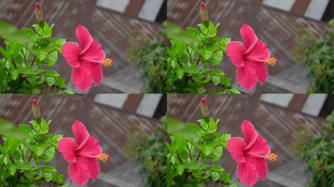 粉红色的芙蓉花在绿树上随风摇曳。粉色和绿色的花朵背景。4k视频。