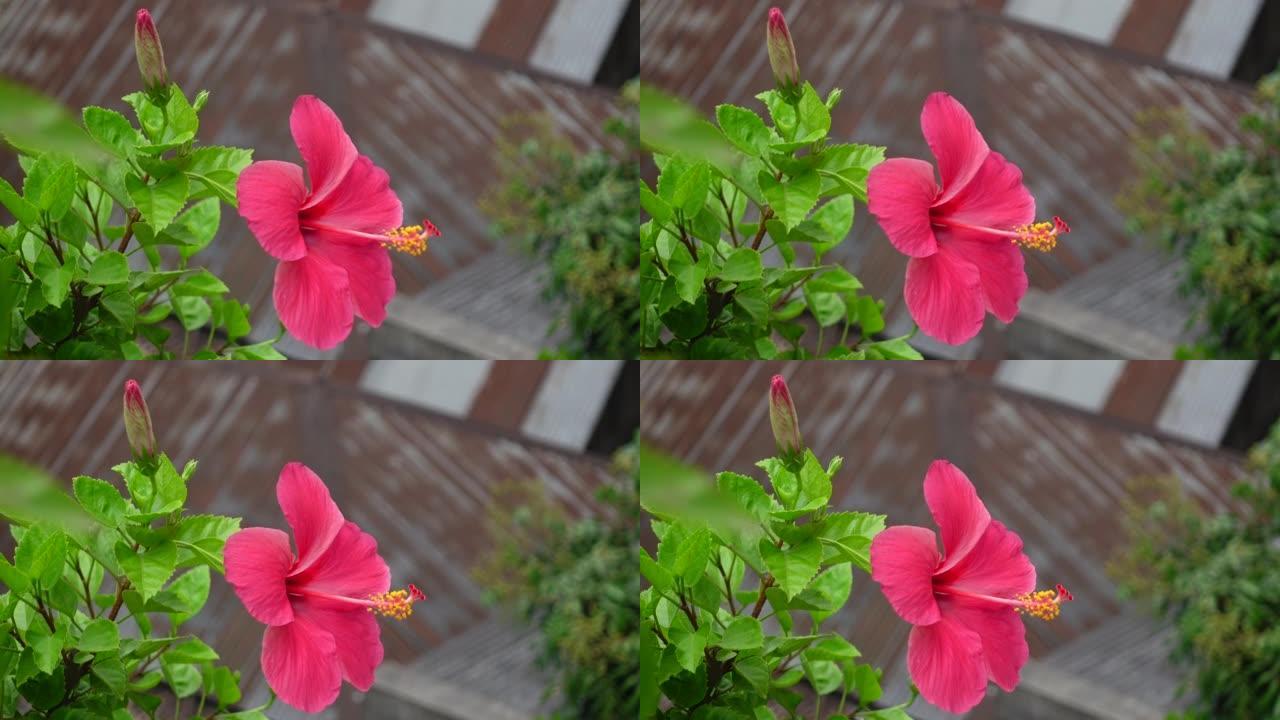 粉红色的芙蓉花在绿树上随风摇曳。粉色和绿色的花朵背景。4k视频。