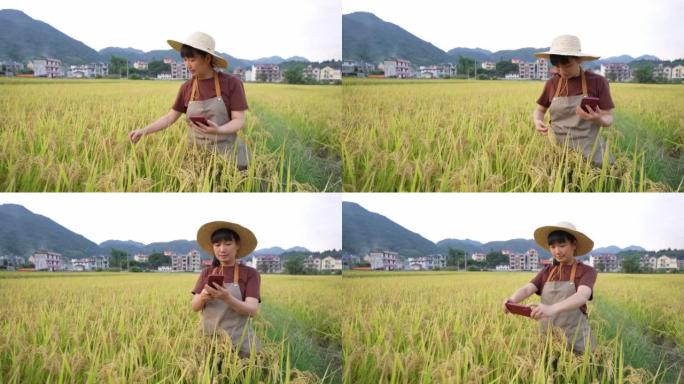 一名亚裔女农技人员用手机在稻田采集水稻数据