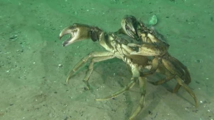 海床上的青蟹。