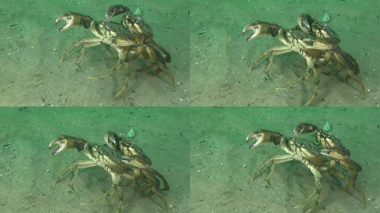 海床上的青蟹。