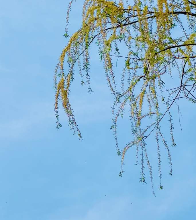 蓝天背景下春日树枝在微风下飘动