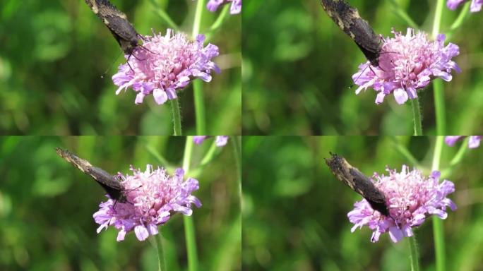 荨麻疹蝶坐在田里的一朵花上，以花蜜为食。