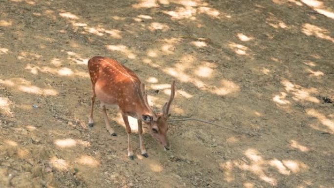 野生森林中的鹿科