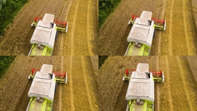 鸟瞰式联合收割机在农业麦田工作并收集成熟谷物