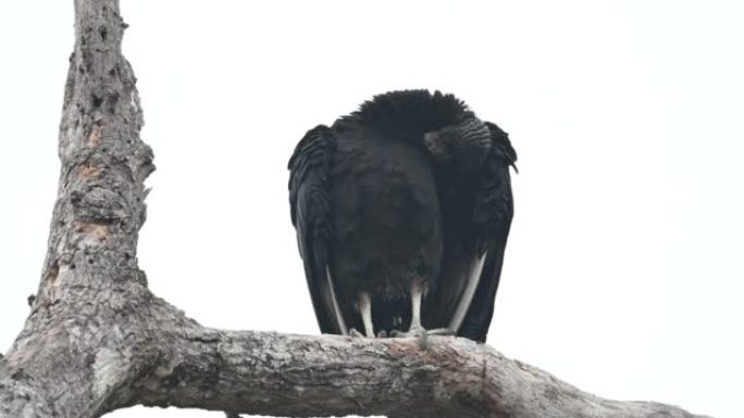 黑美洲鹫 (Coragyps atratus) 吃腐肉后清洁羽毛。