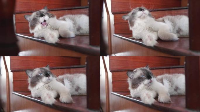 可爱的布娃娃猫的特写镜头躺在楼梯和打哈欠上。快乐可爱的猫宠物的概念。4k镜头慢动作。