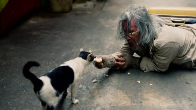 失业、无家可归、留着胡子的老人在人行道上给受伤的猫喂食。社会的经济问题抛弃了无望的贫困老人白发苍苍的