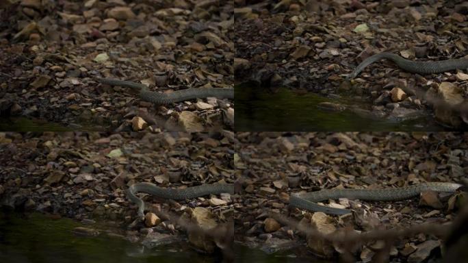 老鼠蛇在印度西部森林的水流中游泳