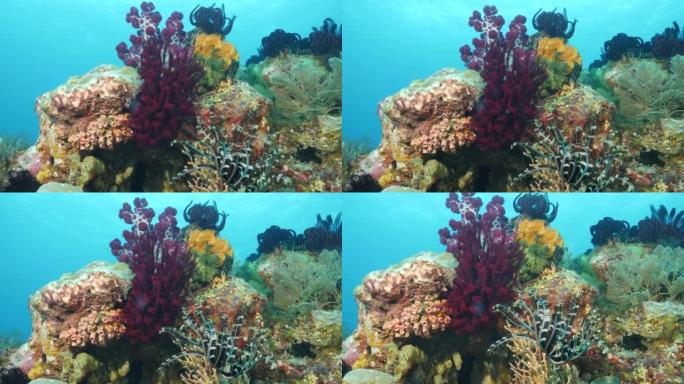 多样化的珊瑚海景