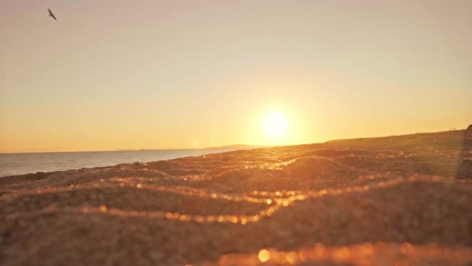 金色沙滩上傍晚日落的低角度拍摄，孤鸟飞翔