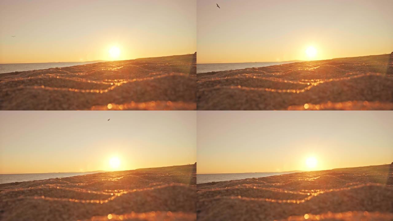 金色沙滩上傍晚日落的低角度拍摄，孤鸟飞翔