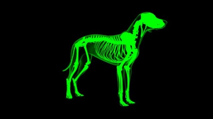 抑郁症耳肌狗肌肉解剖医学概念3D动画绿色哑光