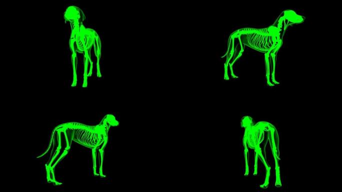 抑郁症耳肌狗肌肉解剖医学概念3D动画绿色哑光