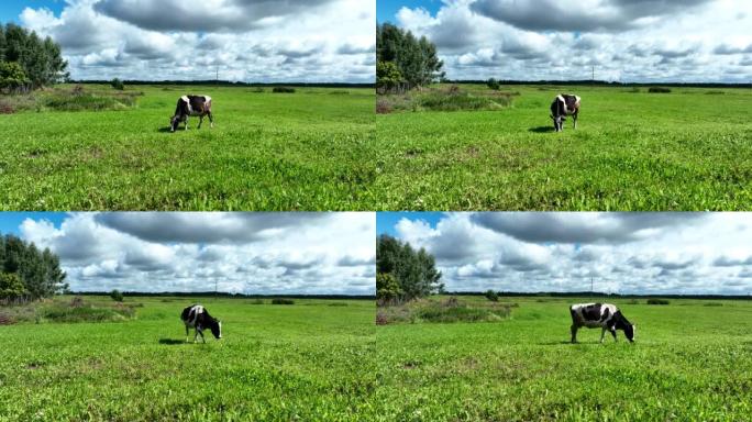 农场里的奶牛，无人机景观。奶牛在田野里用绿草吃草。