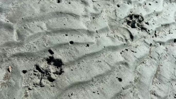 退潮后，在黑暗的肮脏沙子上可以看到一条狗的两条轨迹沙子是湿的轨迹清晰可见轨道周围的沙子有点分散，可以