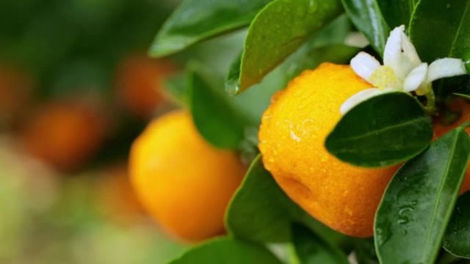 Calamondin的成熟果实，盛开的花朵覆盖着水滴