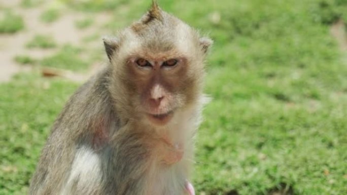 4k电影慢动作野生动物自然镜头在阳光明媚的日子里，猕猴在泰国华富里的猴子镇近距离进食。