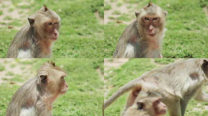 4k电影慢动作野生动物自然镜头在阳光明媚的日子里，猕猴在泰国华富里的猴子镇近距离进食。