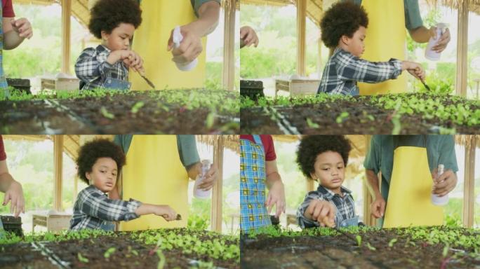 黑人园丁父亲教儿子在蔬菜苗圃种植幼苗。