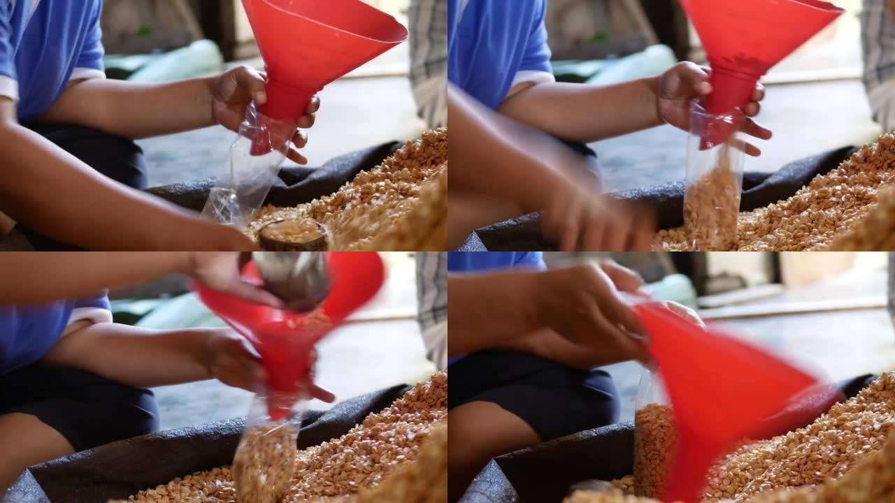 印尼妇女的手将大豆包装到香蕉叶上，爪哇传统的豆豉制备。包装大豆发酵。