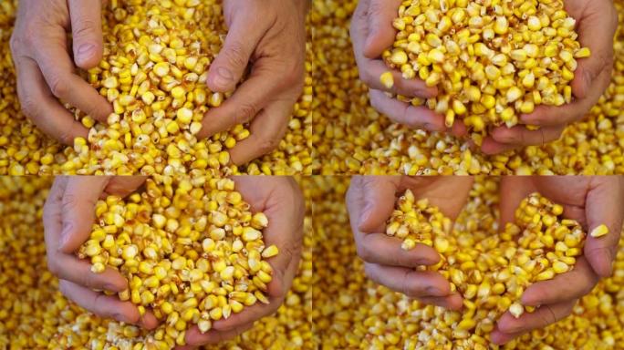玉米粒收获。慢动作。秋季野外工作。玉米概念丰收。农夫轻轻地摸了摸一把成熟的黄豆。男性的手耙谷物。