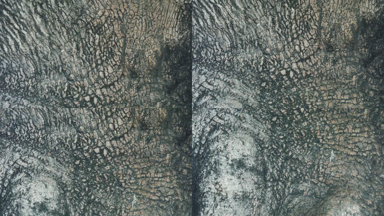 带有纹理和裂缝的老大树皮的抽象特写镜头