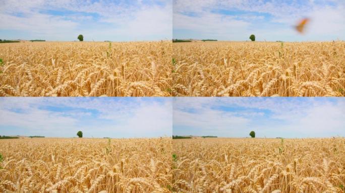 一棵棵孤独的橡树，在一片金色成熟的麦田里，天空蔚蓝。充满谷物的耳朵特写。德国。拥有。