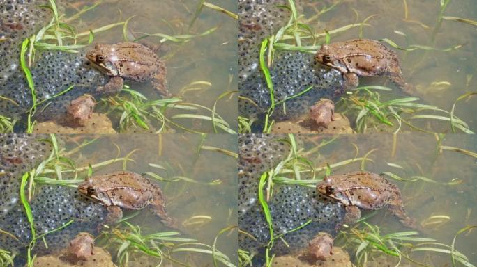 普通蛙 (Rana temporaria)，又称欧洲普通蛙，在带有山蛙卵的池塘中。青蛙产卵