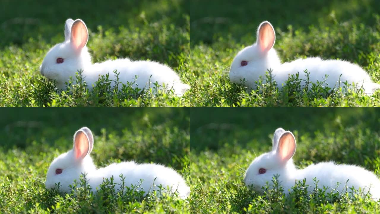 高大绿草丛中的白色小兔子。花园里一只美丽的白兔。