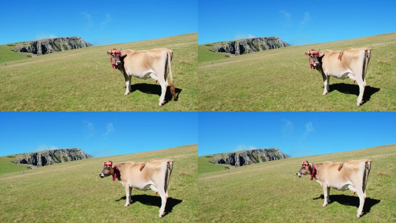 高地的孤独牛放牛吃草咀嚼