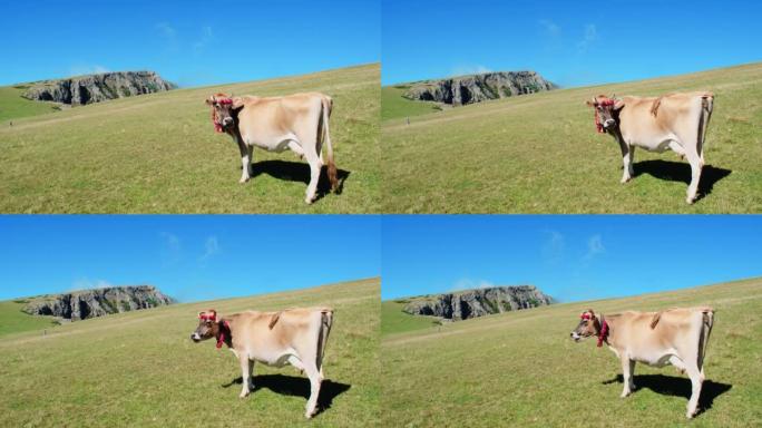 高地的孤独牛放牛吃草咀嚼