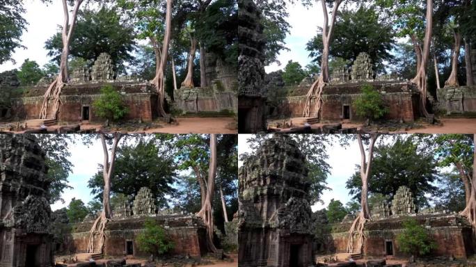 塔普罗姆神庙废墟上生长的树木。柬埔寨安科瓦特。