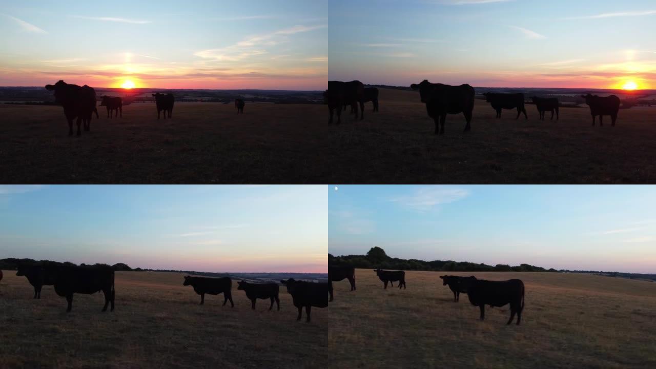 英格兰的黑公牛和奶牛农场