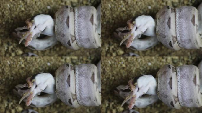 一系列视频显示宠物蟒蛇撞击老鼠，然后吃掉它。有利于生物学或生态学概念