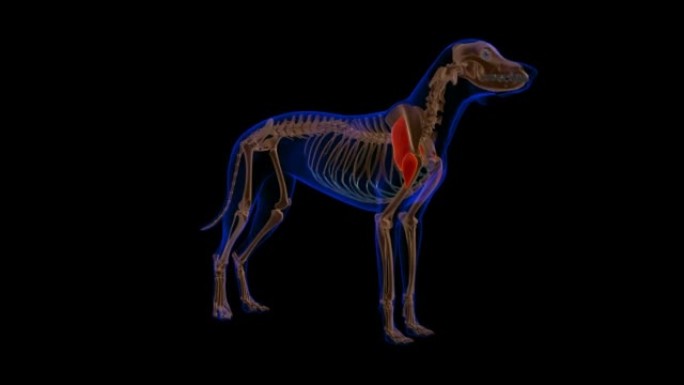 三角肌狗肌肉解剖医学概念3D动画