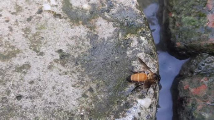 一只蜜蜂正在喝水。