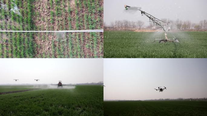 小麦灌溉 施肥 现代农业 无人机施肥