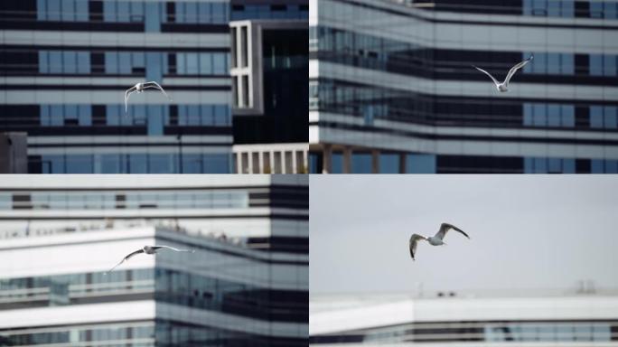 海鸥在海面上飞抵城市港口的建筑物