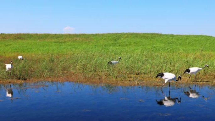 扎龙湿地的丹顶鹤