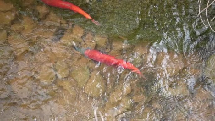 在火焰峡谷的绵羊溪中产卵Kokanee鲑鱼