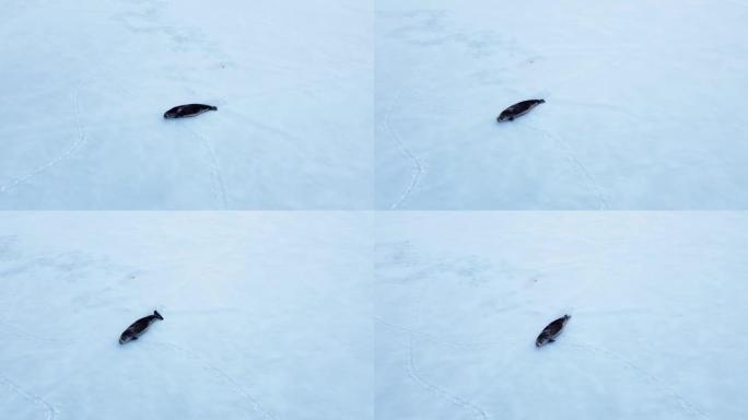年轻的海豹躺在白色破冰船上。