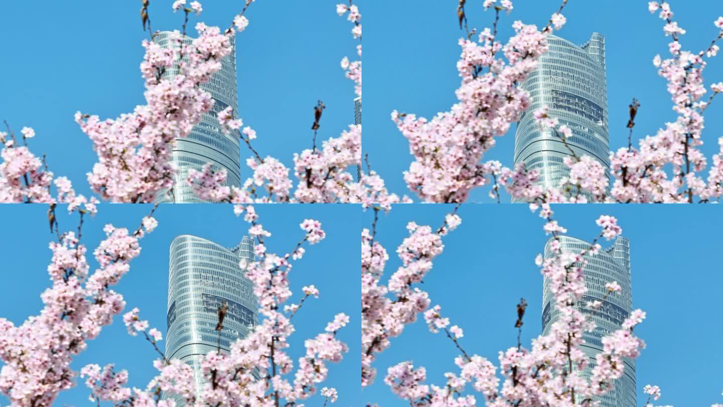 上海城市春天陆家嘴地标上海樱花北上广樱花