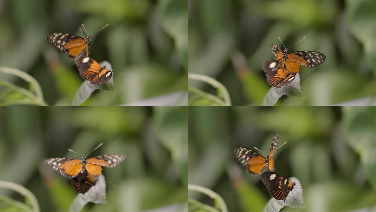 超级慢动作的蝴蝶在其他蝴蝶上空盘旋