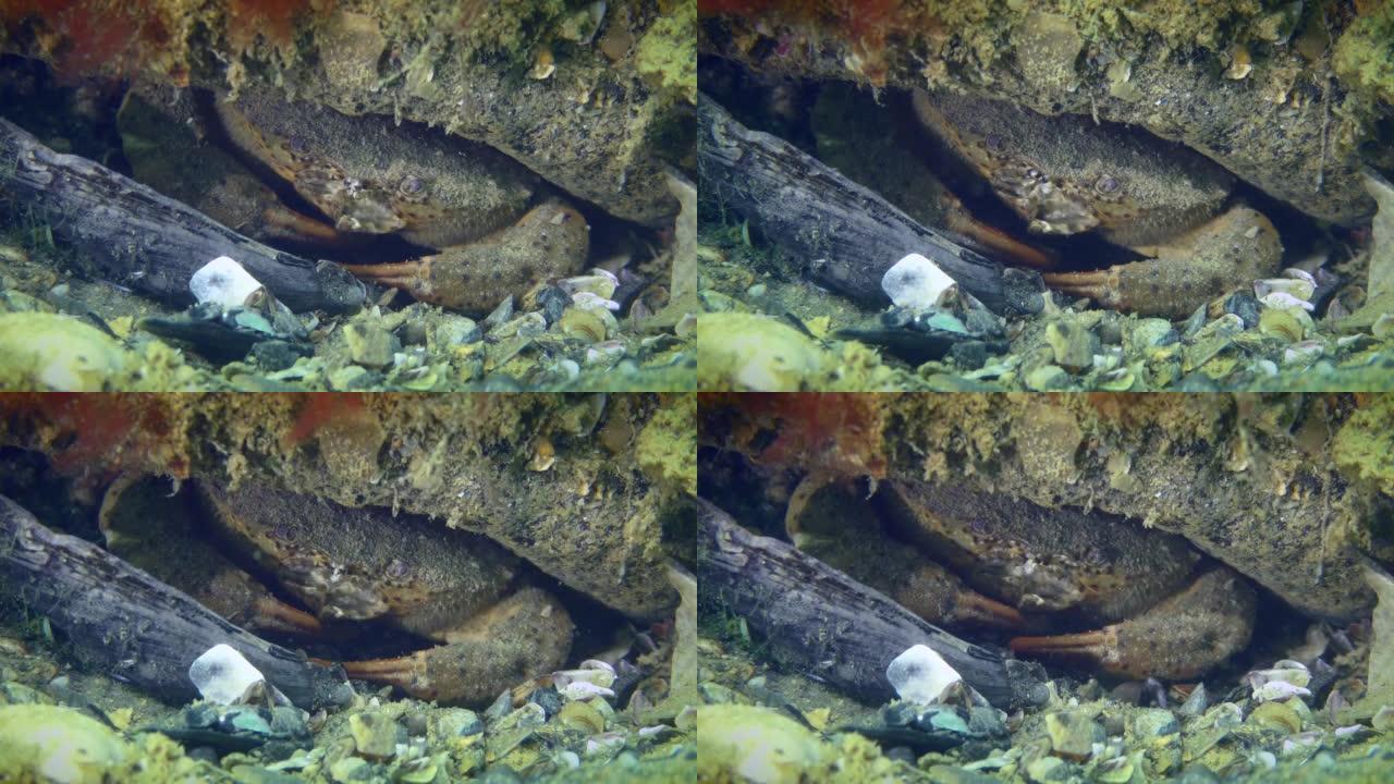 石头下的美洲豹圆蟹，特写。