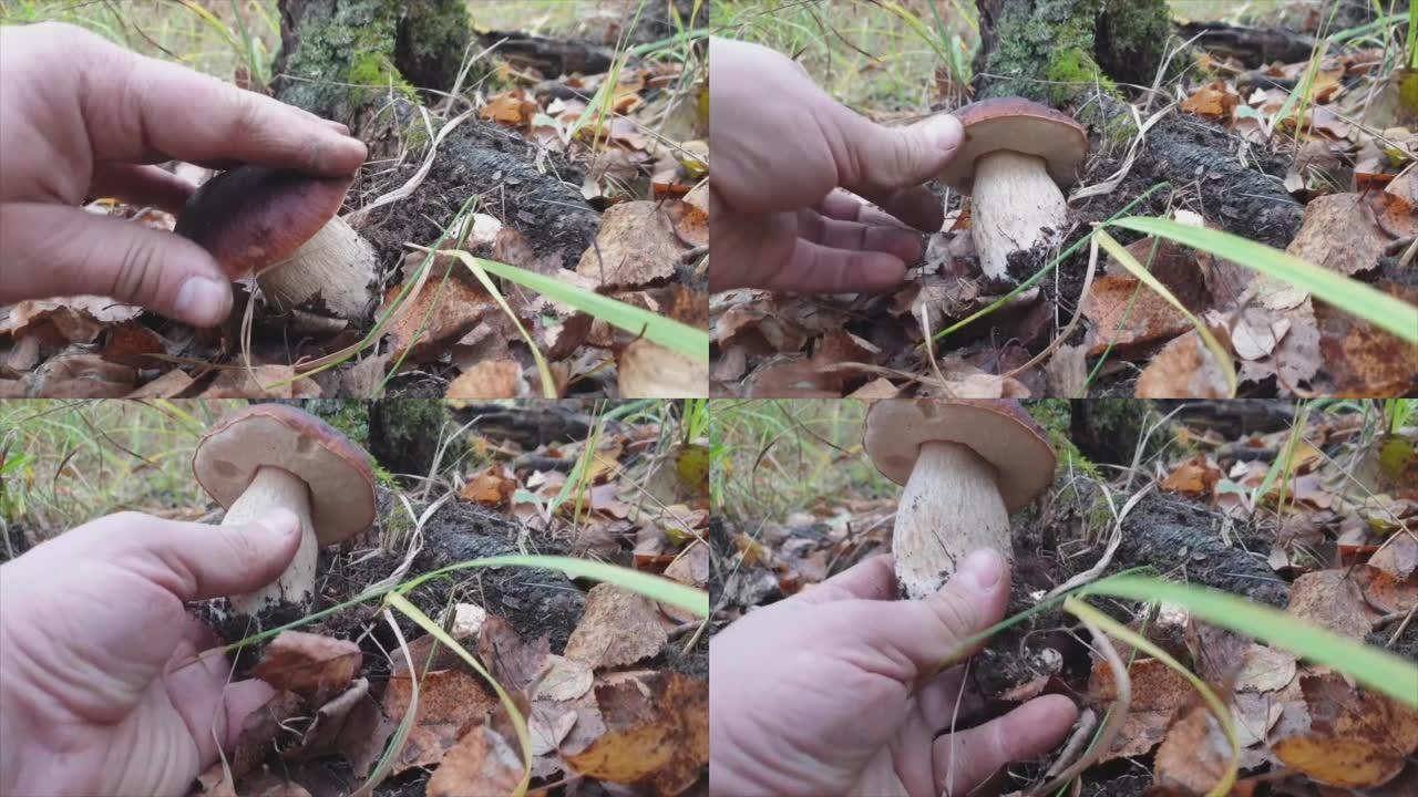 秋天森林中的白松蘑菇。白菇 (或博罗维克) 是蘑菇王国中的沙皇。