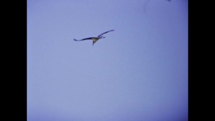 肯尼亚1977，Condor fly sky
