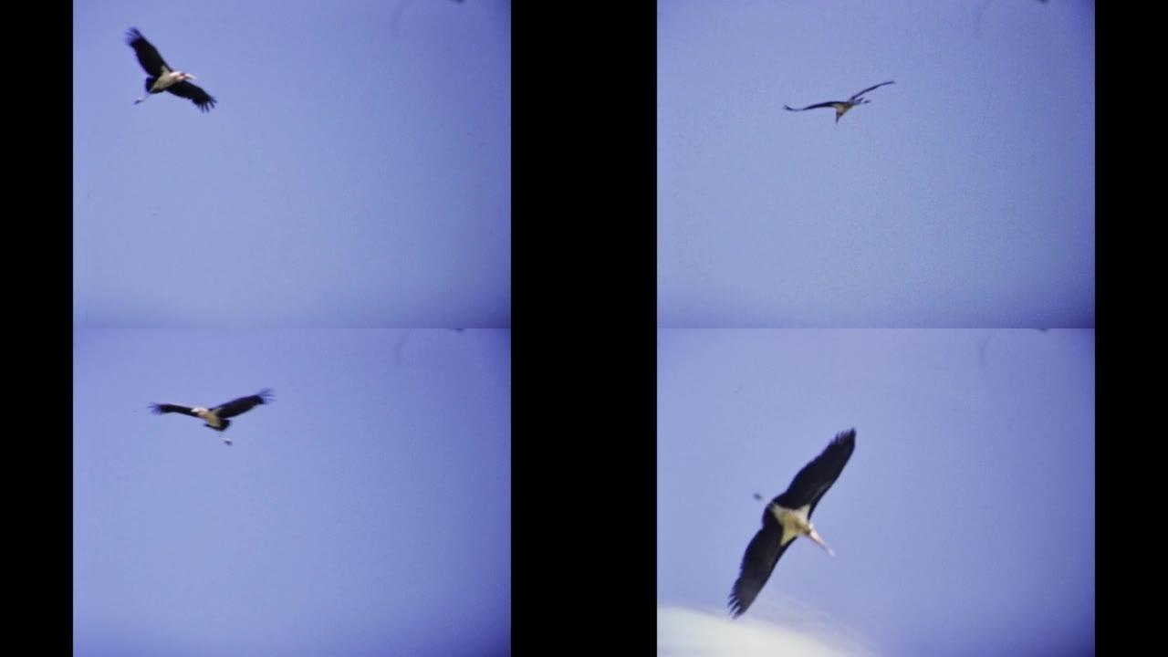 肯尼亚1977，Condor fly sky