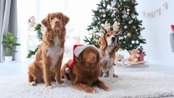 圣诞节期间的Toller和beagle狗